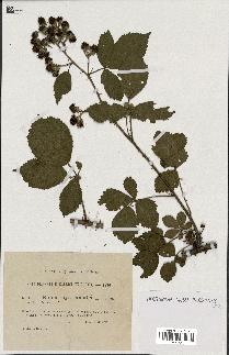 spécimen de Rubus pyramidalis