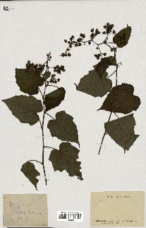 spécimen de Rubus sp.