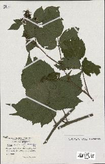 spécimen de Rubus hirtus