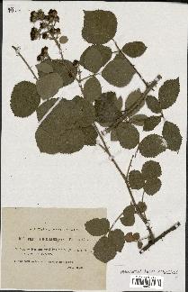 spécimen de Rubus vestitus