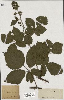 spécimen de Rubus sp.