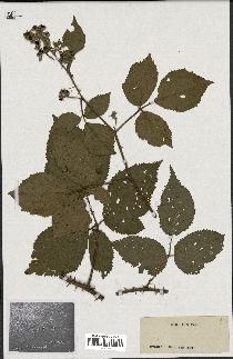 spécimen de Rubus sp.