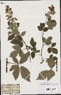 spécimen de Rubus tomentosus