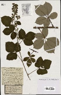 spécimen de Rubus obtusatus