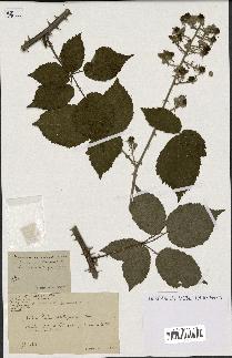 spécimen de Rubus oplothyrsus