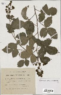 spécimen de Rubus ulmifolius