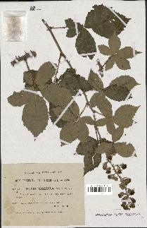 spécimen de Rubus ulmifolius