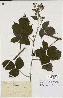 spécimen de Rubus fuscus