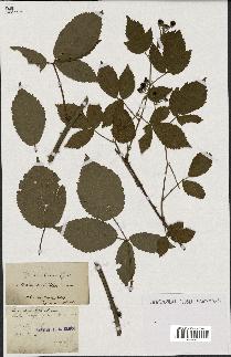 spécimen de Rubus carpinifolius