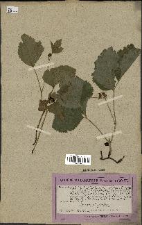 spécimen de Rubus saxatilis