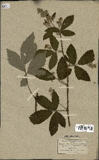 spécimen de Rubus tomentosus
