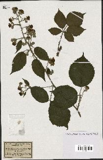 spécimen de Rubus winteri