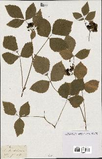 spécimen de Rubus sp.
