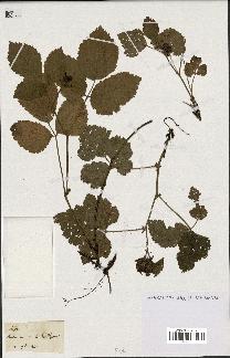 spécimen de Rubus sp.