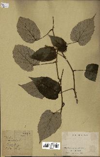 spécimen de Rubus sp.