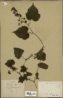 spécimen de Rubus sp.