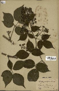 spécimen de Rubus pallidus