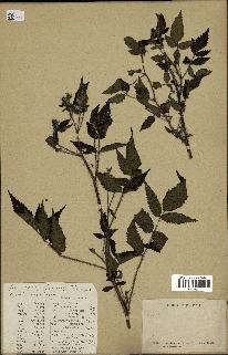 spécimen de Rubus sp.