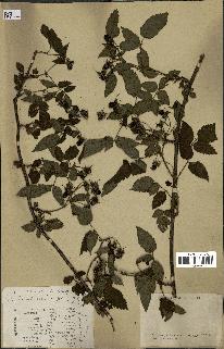 spécimen de Rubus sp.