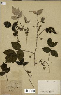 spécimen de Rubus sp.