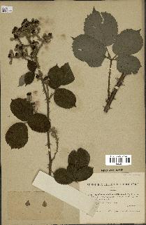 spécimen de Rubus vulnerificus