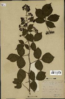 spécimen de Rubus prolongatus