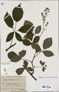 spécimen de Rubus longicuspidatus