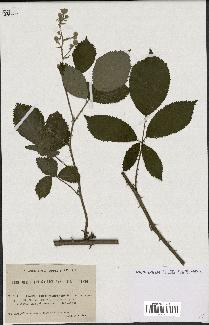 spécimen de Rubus longicuspidatus