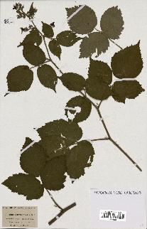 spécimen de Rubus lutescens