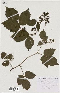 spécimen de Rubus lutescens