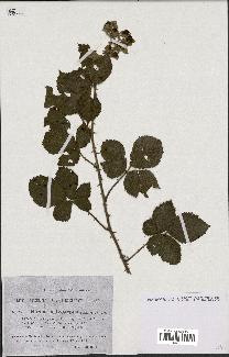 spécimen de Rubus hedycarpus