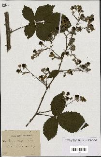 spécimen de Rubus holerythrus