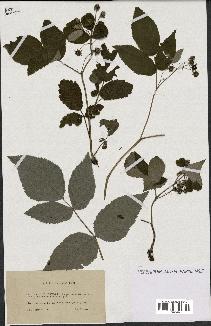 spécimen de Rubus idaeus