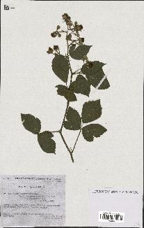 spécimen de Rubus insericatus