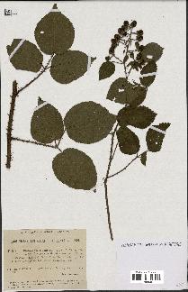 spécimen de Rubus insolatus