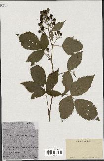 spécimen de Rubus thyrsanthus