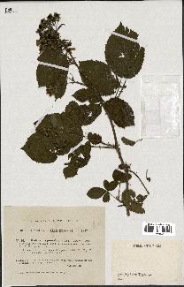 spécimen de Rubus hypomalacus