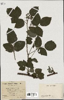 spécimen de Rubus caesius x idaeus