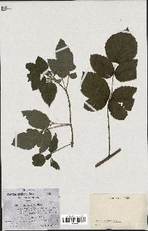 spécimen de Rubus caesius x idaeus