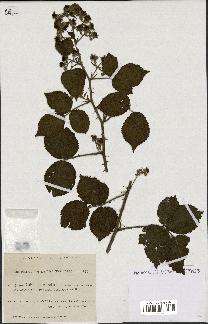 spécimen de Rubus leucandrus