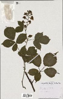 spécimen de Rubus danicus