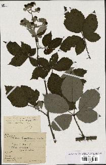 spécimen de Rubus lacertosus