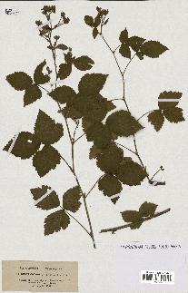 spécimen de Rubus caesius