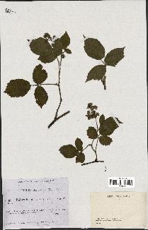 spécimen de Rubus hirtus