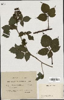 spécimen de Rubus hirtus