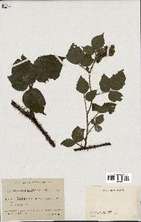 spécimen de Rubus hirtus