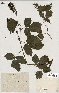 spécimen de Rubus hirtus