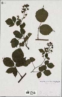 spécimen de Rubus hirtus