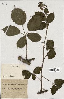 spécimen de Rubus hedycarpus