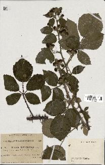 spécimen de Rubus hedycarpus